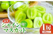 温室シャインマスカット　1房化粧箱入り(580g以上) | マスカット ハウス ぶどう ブドウ 葡萄 果物 フルーツ 人気 香川 香川県 三木町 種なし 皮ごと食べられる ジューシー 化粧箱 旬 おすすめ |_mk006-033