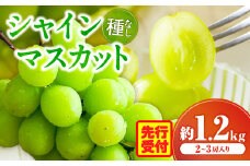 シャインマスカット　2～3房入り（約1.2kg） | マスカット ぶどう ブドウ 葡萄 果物 フルーツ 人気 香川 香川県 三木町 種なし 皮ごと食べられる ジューシー 旬 おすすめ |_mk006-034