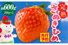 完熟さぬき姫 約600g | いちご 苺 さぬき姫 さぬきひめ 香川県オリジナル 希少 甘い 完熟 フルーツ 果物 旬 香川県 三木町 |_mk035-007