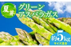 【夏芽】グリーンアスパラガス サイズ混合約5kg | グリーンアスパラガス アスパラガス アスパラ 夏芽 おすすめ 混合 シャキシャキ 野菜 冷蔵 新鮮 新鮮野菜 香川県 国産 三木町 おすすめ |_mk006-004
