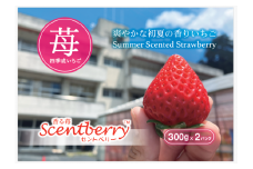 新品種　香川県産夏イチゴ　香る苺/Scentberry/セントベリー　約300g×2パック | 希少 苺 夏 新品種 豊かな香り 甘み ジューシー食感 いちご 果物 フルーツ デザート 果肉 甘い 国産 贈り物 グルメ 人気 旬の果物 香川県 三木町|_mk149-001