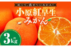 小原紅早生みかん　3.0kg | みかん 果物 デザート フルーツ お取り寄せ グルメ 柑橘 柑橘系 旬 旬の果物 家庭用 生鮮食品 贈り物 贈答 柑橘果物 おすすめ 人気 旬のみかん 季節 季節の果物 果汁 香川県 三木町 |_mk165-014