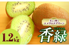 キウイフルーツ(香緑)　1.2kg | キウイ フルーツ 果物 旬 旬の果物 キウイフルーツ デザート 生鮮食品 贈り物 贈答 お裾分け おすすめ 人気 ギフト グルメ 特産品 果肉 季節 季節の果物 香川県 三木町 |_mk165-012