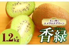 キウイフルーツ(香緑)　1.2kg | キウイ フルーツ 果物 旬 旬の果物 キウイフルーツ デザート 生鮮食品 贈り物 贈答 お裾分け おすすめ 人気 ギフト グルメ 特産品 果肉 季節 季節の果物 香川県 三木町 |_mk165-012