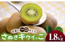 キウイフルーツ(さぬきキウイっこR)　1.8kg | キウイ フルーツ 果物 旬 旬の果物 キウイフルーツ デザート 生鮮食品 贈り物 贈答 お裾分け おすすめ 人気 ギフト グルメ 特産品 果肉 季節 季節の果物 香川県 三木町 |_mk165-008