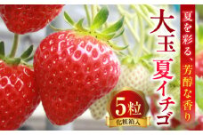 大玉 夏イチゴ 「香る苺／Scentberry／セントベリーTM」 化粧箱入り | いちご 苺 イチゴ 夏イチゴ 大玉 ストロベリー セントベリー 冷蔵 果物 フルーツ 青果物 デザート 贈答 プレゼント 贈り物 化粧箱 香川県 三木町 |_mk149-002