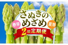 さぬきのめざめ定期便 | 野菜 定期便 アスパラ アスパラガス さぬきのめざめ 料理 柔らかい 濃い 春 夏 シャキシャキ 食感 冷蔵 新鮮 セミロング おすすめ 旬の野菜 季節の野菜 贈答 贈り物 ギフト 化粧箱 取り寄せ 香川県 三木町 送料無料|_mk006-t017