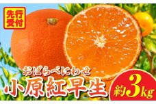 小原紅早生みかん約3.0kg【香川県共通返礼品】 | 小原紅早生 甘い みかん ミカン 柑橘 柑橘系 果物 フルーツ 青果 デザート グルメ おすすめ 贈答 贈り物 贈答用 ギフト プレゼント 特産品 特産 取り寄せ 香川県 三木町 |_mk006-054