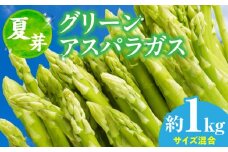 【夏芽】グリーンアスパラガス サイズ混合約1kg　アスパラ | グリーンアスパラガス アスパラガス アスパラ 夏芽 おすすめ 混合 シャキシャキ 野菜 冷蔵 新鮮 新鮮野菜 香川県 国産 三木町 おすすめ |_mk006-003
