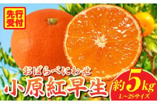 小原紅早生みかん約5.0kg【香川県共通返礼品】 | 小原紅早生 甘い みかん ミカン 柑橘 柑橘系 果物 フルーツ 青果 デザート グルメ おすすめ 贈答 贈り物 贈答用 ギフト プレゼント 特産品 特産 取り寄せ 香川県 三木町 |_mk006-025