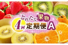 とれたて果物 4回定期便A 果物 フルーツ 果物定期便 フルーツ定期便 定期便 いちご キウイ デコポン濃厚 旬の果物 定期 人気 おすすめ 贈答 贈り物 青果物 糖度 香川県 _mk165-t074