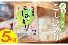【令和7年産】香川県産こしひかり 5kg（紙袋配送）|新米 コシヒカリ こしひかり 5kg 米 白米 ごはん ご飯 朝食 白ご飯 おにぎり お弁当 おむすび お米 国産 美味しい ツヤ モチモチ 精米 おすすめ 香川県 三木町 |_mk132-110-01