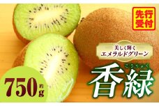 キウイ　美しい緑が鮮やかな　香緑 約750g  | 果物 フルーツ 香緑 こうりょく キウイ グリーン フレッシュ ジューシー 香り 爽やか 旬の果物 人気 おすすめ 贈答 贈り物 青果物 糖度 香川県 三木町 |_mk165-018