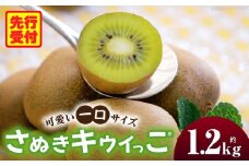 こつぶでちゅるん　さぬきキウイっこ 約1.2kg  |果物 フルーツ さぬき キウイっこ キウイフルーツ グリーン キウイ 小さい 濃厚 フレッシュ ジューシー 香り 爽やか 旬の果物 人気 おすすめ 贈答 贈り物 青果物 糖度 香川県 三木町 |_mk165-020