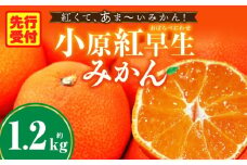 みかん　奇跡の赤いみかん　小原紅早生 約1.2kg  |果物 フルーツ みかん 小原紅 小原紅早生みかん フレッシュ ジューシー 香り 爽やか 旬の果物 人気 おすすめ 贈答 贈り物 青果物 糖度 香川県 三木町 |_mk165-019