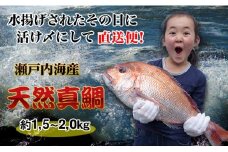 【朝獲れ直送便】瀬戸内海産の天然鯛を丸ごと1匹 大サイズ【うろこ・内臓取り】