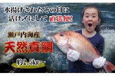 【朝獲れ直送便】瀬戸内海産の天然鯛を丸ごと1匹 キングサイズ