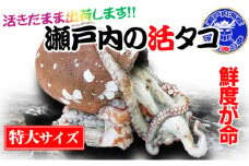 瀬戸内海産 水揚げされたばかりのジャンボ活タコ 1.5～2.0kg