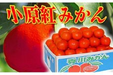 香川県のオリジナル品種 小原紅早生みかん約5kg×2箱