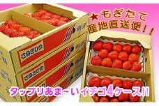 香川県のオリジナル品種/さぬき姫いちご8パック