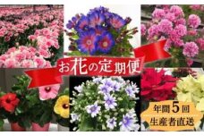 モリヒロ園芸が育てたお花の定期便（年間5回）