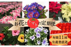 モリヒロ園芸が育てたお花とトマトの定期便（年間11回）