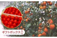 モリヒロ園芸が育てたじょんならんトマト（ギフトボックス入り）