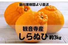 味自慢！讃岐 しらぬひ　約3kg