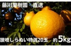 味自慢！！讃岐しらぬひ　特選20玉 約5kg
