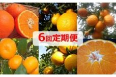 【6回 頒布会】みかん 定期便 6回 フルーツ フジカワ果樹園オリジナル（新季節の柑橘セット） 果物
