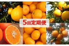 みかん 定期便 5回 フルーツ フジカワ果樹園オリジナル（新季節の柑橘セット） 果物