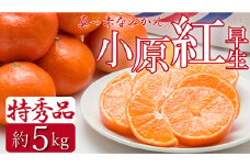 特秀品！真っ赤なお蜜柑「小原紅早生」約5kg