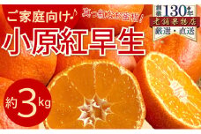 [№5911-0378]ご家庭向け！真っ赤なお蜜柑「小原紅早生」　約3kg