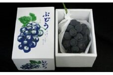 [№5911-0086]大粒で濃厚な甘み「ピオーネ」　大房1房（化粧箱入り）約600ｇ 果物 ぶどう フルーツ 
