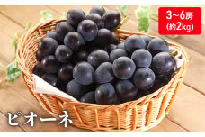 [№5911-0088]大粒で濃厚な甘み「ピオーネ」　約2kg 果物 ぶどう フルーツ 