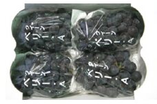 [№5911-0089]ベリーＡぶどう　約2kg
