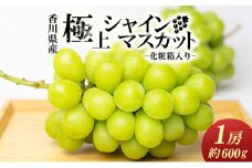 [№5911-0090]綾川町産　極上シャインマスカット　大房1房（化粧箱入り） 果物 ぶどう フルーツ 葡萄 シャインマスカット 