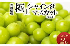 [№5911-0092]綾川町産　シャインマスカット　たっぷり約2kg 果物 ぶどう フルーツ 葡萄 種なし 