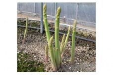 [№5911-0082]香川県オリジナルアスパラガス「さぬきのめざめ」夏芽 約1.5kg 野菜