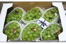 [№5911-0093][No.5911-0093【ご家庭用】極上シャインマスカット　どっさり約5kg 果物 ぶどう フルーツ 葡萄 種なし 