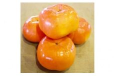 [№5911-0096]一足早く味わえる甘柿　早秋柿（そうしゅうがき）