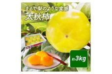 [№5911-0097]まるで梨のような食感　太秋柿（たいしゅうがき）