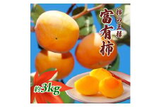 [№5911-0102]柿の王様 富有柿 3kg