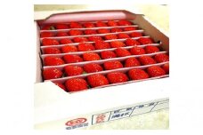 [№5911-0110]【1月～順次発送】さぬきひめ苺　つる付き約1kg