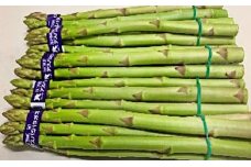 [№5911-0113]香川県オリジナルアスパラガス「さぬきのめざめ」春芽　約500g 野菜 