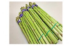 [№5911-0115]香川県オリジナルアスパラガス「さぬきのめざめ」春芽　約1.5kg 野菜