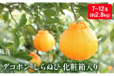 [№5911-0175]ハウスデコポン（しらぬひ）化粧箱（約2.8kg）_デコポン