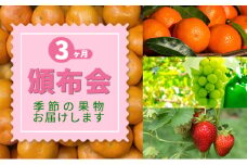 [№5911-0184]特産 フルーツ 定期便 （年3回） 果物類 柑橘類 みかん いちご 苺 イチゴ ぶどう マスカット