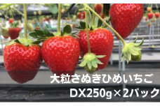 [№5911-0204]大粒さぬきひめいちご　DX250g×2パック
