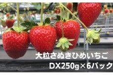 [№5911-0206]大粒さぬきひめいちご　DX250g×6パック